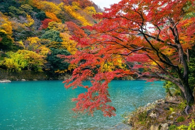 Scenic view of lake in forest