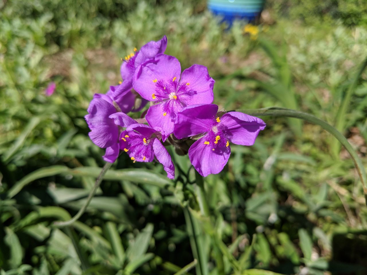 CLOSE-UP OF PURPLE FLOWER PLANT