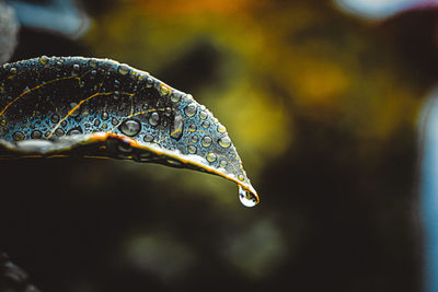 Close-up of raindrops on leaf