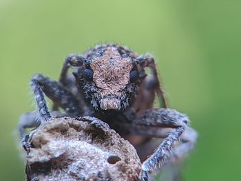 Close-up of spider