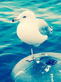 Close-up of bird in water