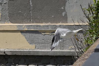 View of a bird flying against wall