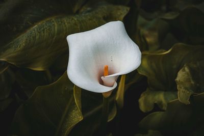 White calla lily in the garden in springtime