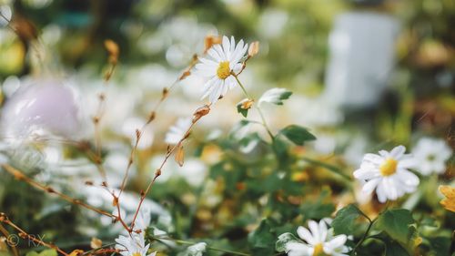 Close-up of white flowering plant