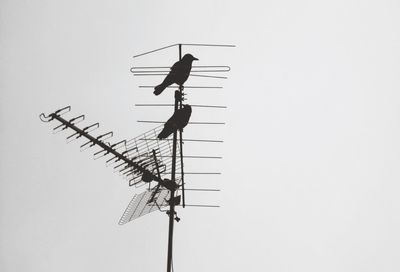 Low angle view of tree against sky