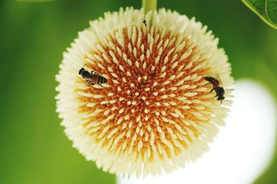 Close-up of bee pollinating on flower