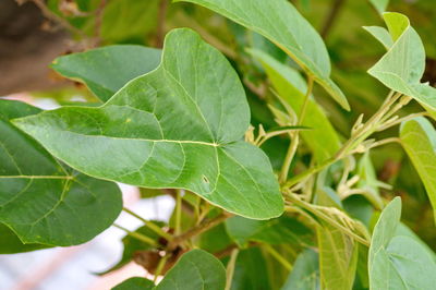 Close-up of plant