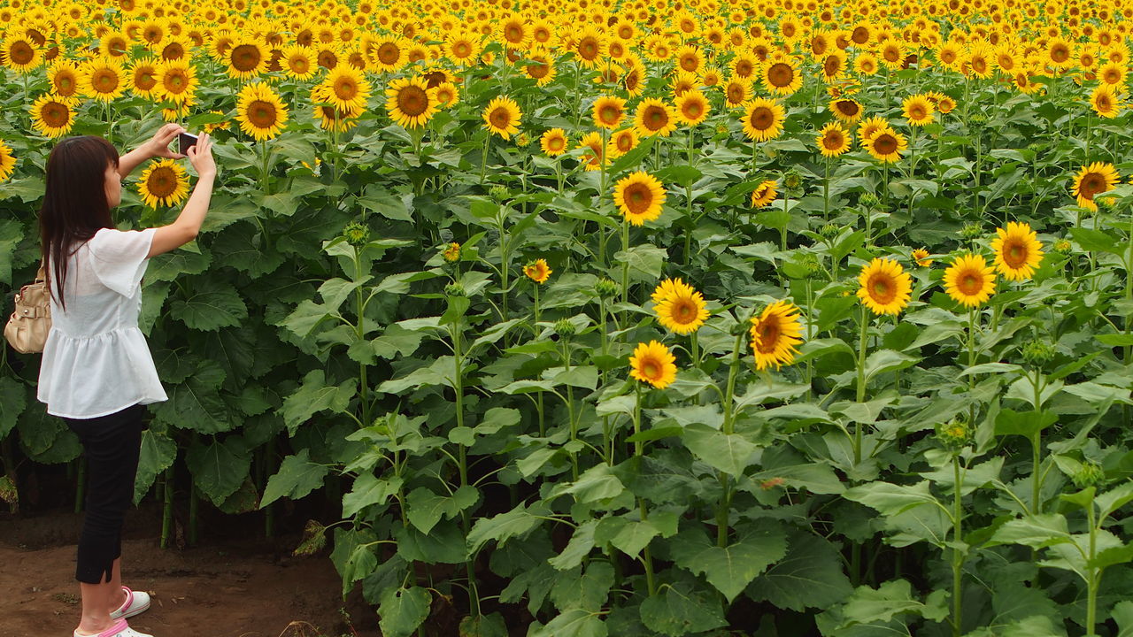 flower, freshness, growth, yellow, field, beauty in nature, plant, fragility, agriculture, nature, green color, rural scene, lifestyles, leisure activity, men, standing, petal, farm