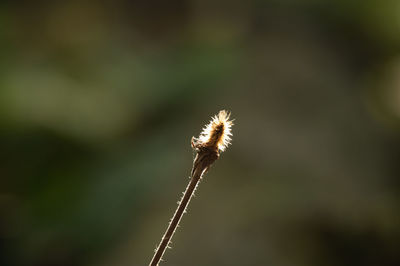 Close-up of dandelion against blurred background