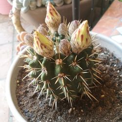 Close-up of succulent plant