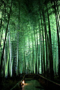 Road passing through forest