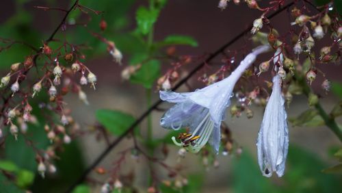 Close-up of wet purple flowering plant