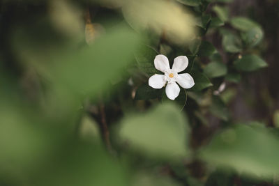 Close-up of white flowering plant