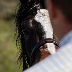 Close-up of horse eye