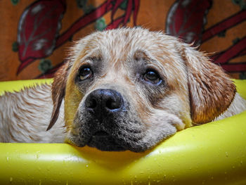 Labrador retriever in wading pool