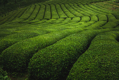 View of corn field