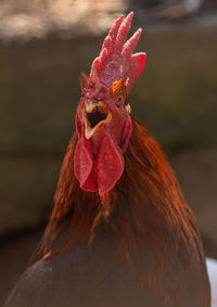 Close-up of rooster