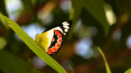 Close-up of butterfly on grass