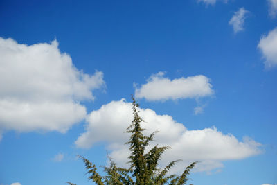 Low angle view of trees against blue sky