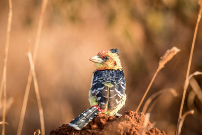 Close-up of bird perching on rock