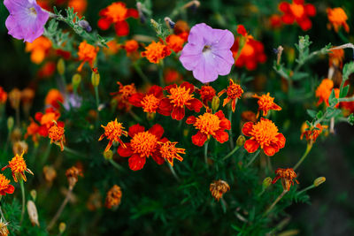 Close-up of orange flowering plants