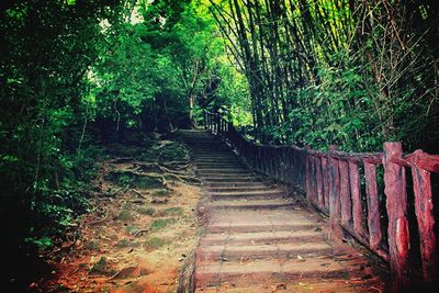 Footpath leading to forest