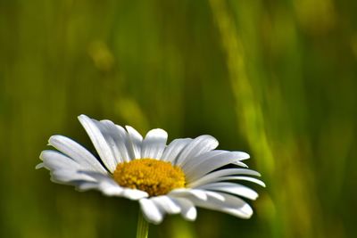 Close-up of white daisy flower