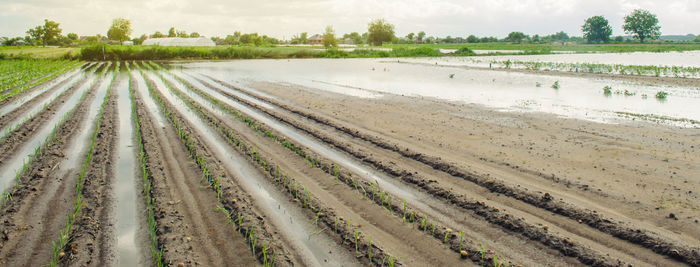 Vegetable rows flooded with water. flood in the countryside and rising water levels 