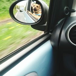 Reflection of dog on side-view mirror seen through car window