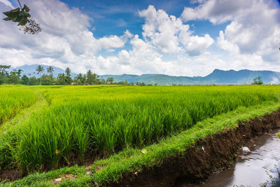 Scenic view of agricultural field against sky