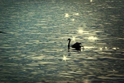 Ducks swimming in lake