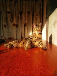 Portrait of cat relaxing at home