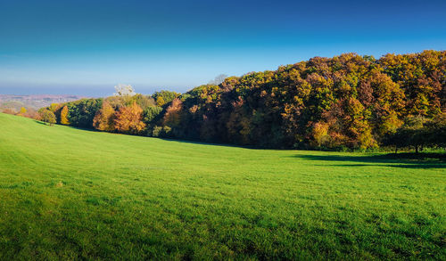 Scenic view of field against clear sky during autumn