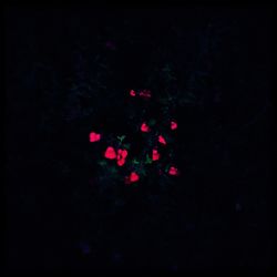 Close-up of red light at night
