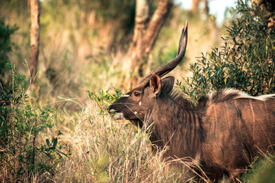 View of an animal on field