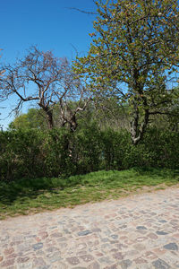 Trees on field against clear sky