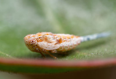 Close-up of snail on leaf