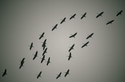 Low angle view of birds flying in sky