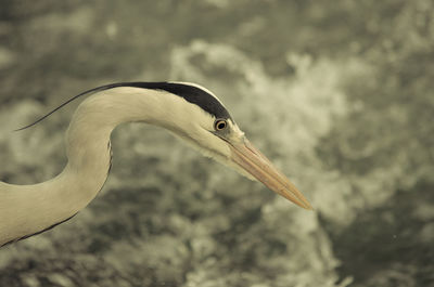 Close-up of bird