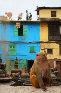 Monkey in kathmandu