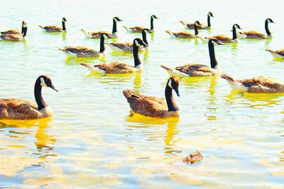 Ducks swimming in lake