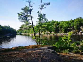 Scenic view of lake in forest against sky