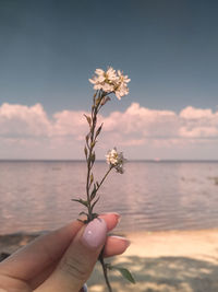 Close-up of hand holding flowering plant against sky