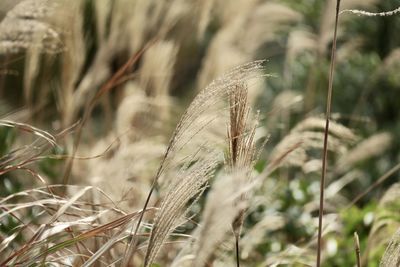 Close-up of wheat growing on field