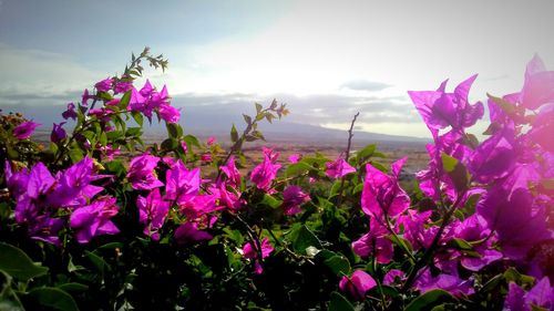 Close-up of pink flowers blooming against sky