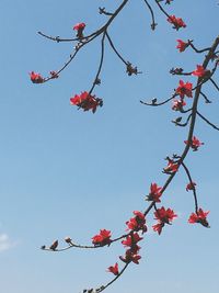 Low angle view of tree against clear sky