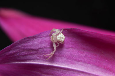 Close-up of insect on pink flower