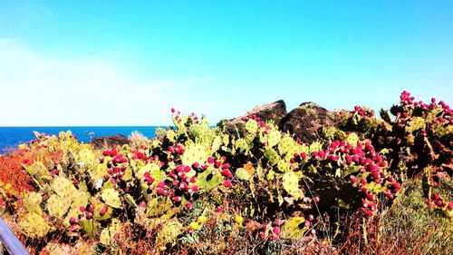 Flowering plants by sea against sky