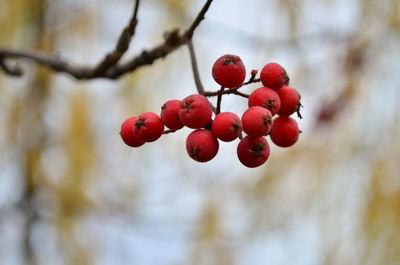 Close-up of red berries on tree