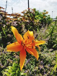 Close-up of yellow flowers blooming outdoors